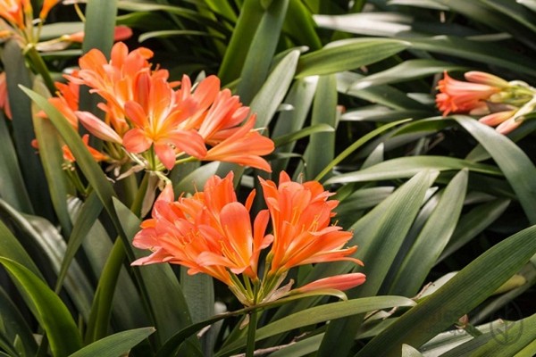 clivia care + zu hause