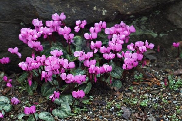 pangangalaga sa cyclamen + sa bahay