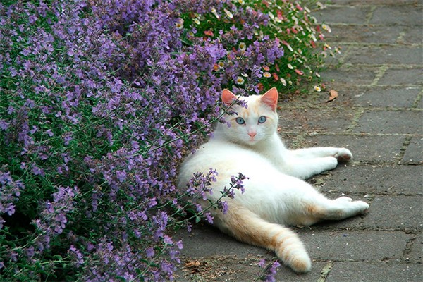 catnip plant