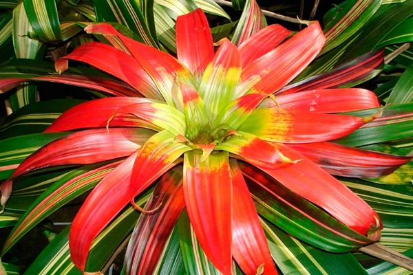 variétés de guzmania