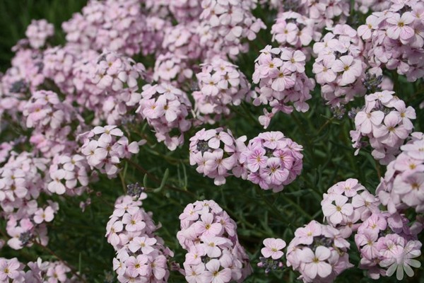 large-flowered winged grass