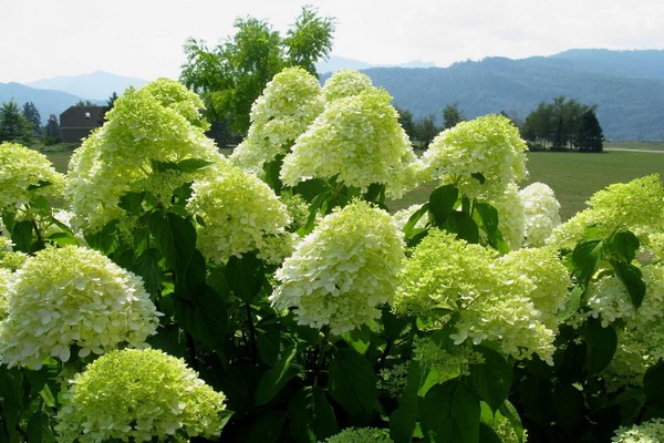 pinakamahusay na mga pagkakaiba-iba ng panicle hydrangea