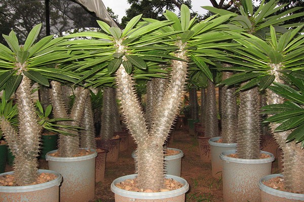 larawan ng pachypodium