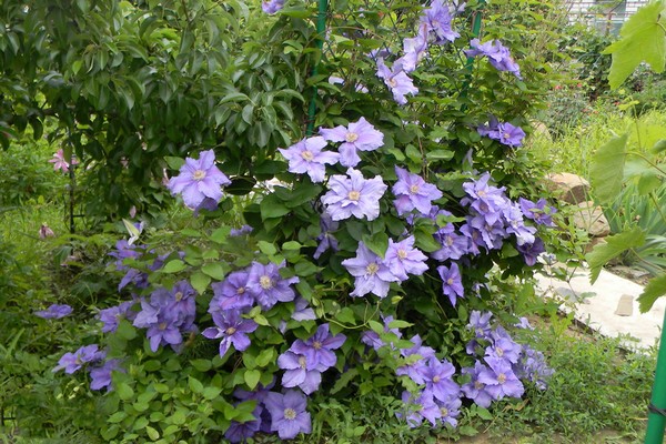 clematis