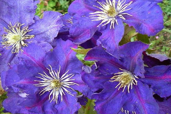 clematis trimming groups