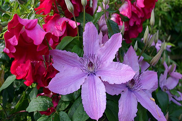 Large-flowered groups of clematis. Description of varieties