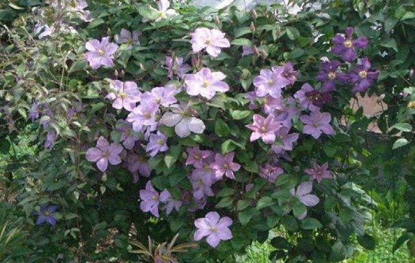 Large-flowered groups of clematis. Description of varieties