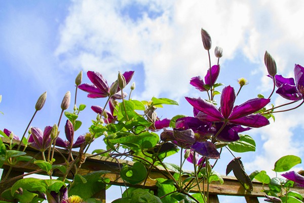 mga pangkat ng pag-trim ng clematis