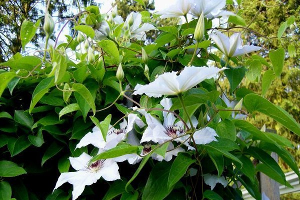 clematis trimming groups