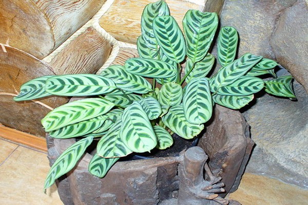 variétés de calathea