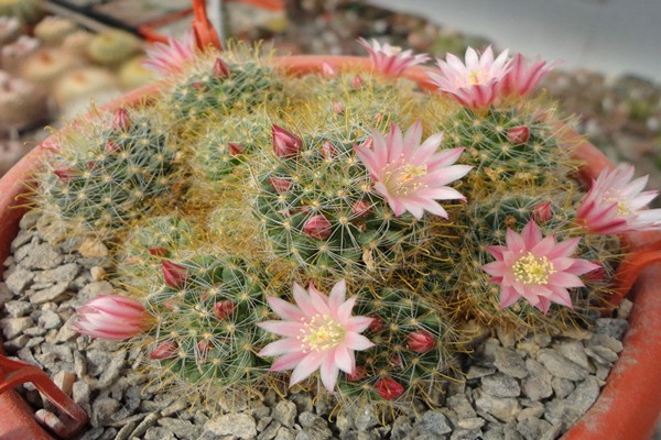 mammillaria