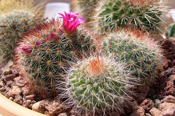 mga larawan ng cactus mammillaria