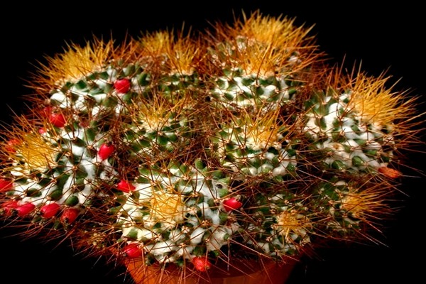 mga larawan ng cactus mammillaria