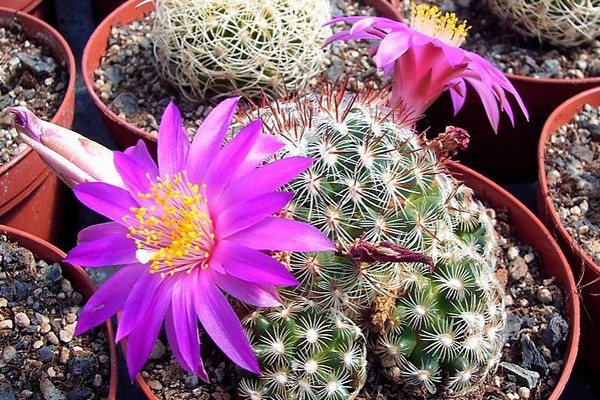 mammillaria photos