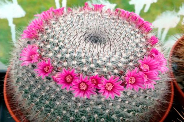 cactus mammillaria photos