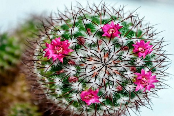 cactus mammillaria