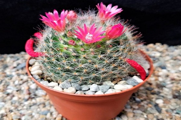 cactus mammillaria