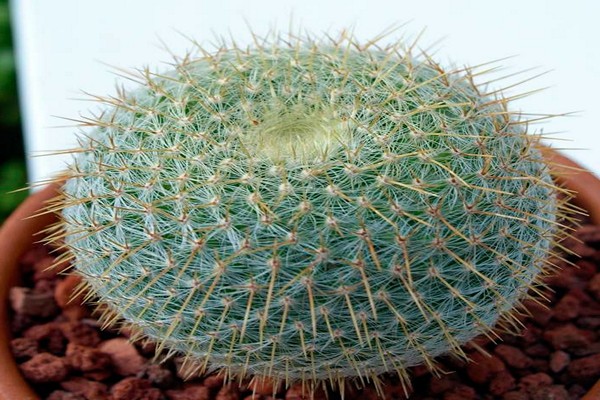 cactus mammillaria