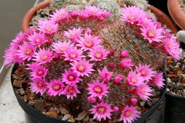 mammillaria