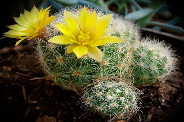 fotografije kaktusa mammillaria