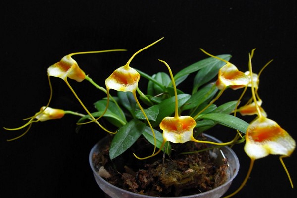 masdevallia pflege + zu hause