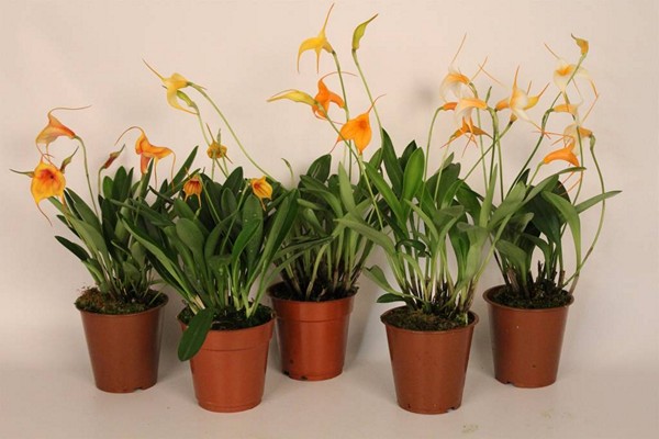 orhideja masdevallia