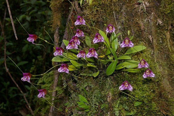 masdevallia care