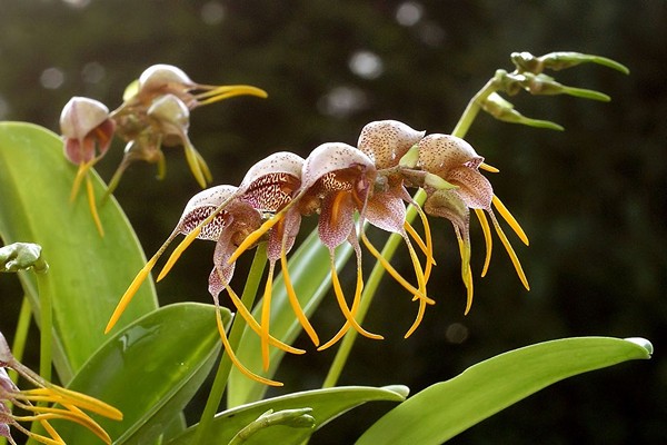 masdevallia