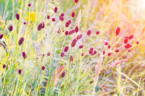 Sanguisorba-Foto