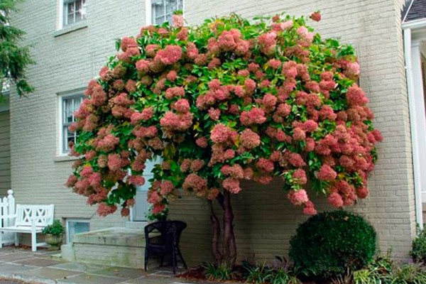 ang pinakamahusay na pagkakaiba-iba ng hydrangea