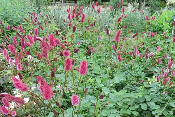 burnet medicinal