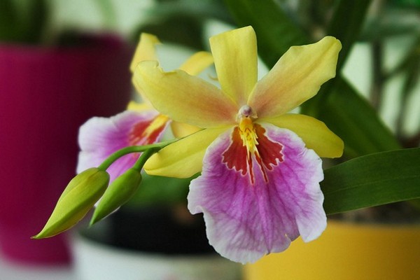 pangangalaga ng orchid miltonia