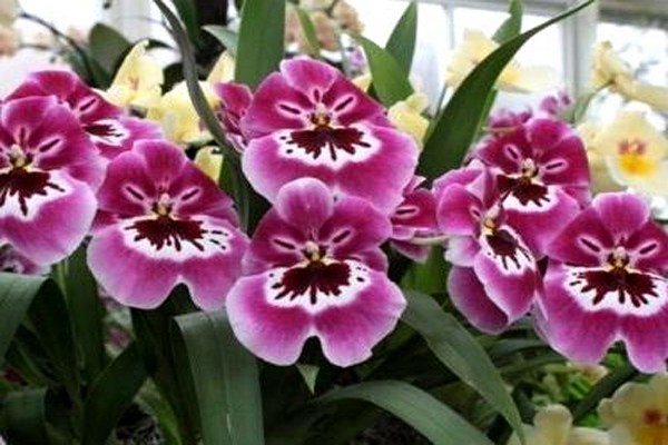 miltonia care + kod kuće