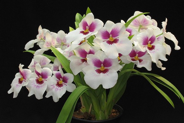 miltonia care