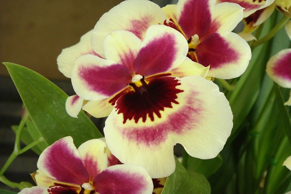 ortoideja miltonia