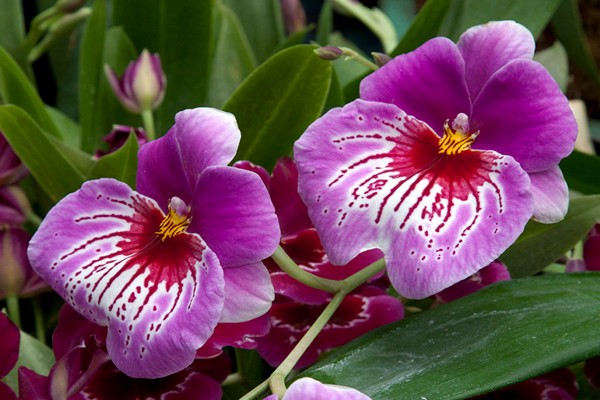 ortoideja miltonia