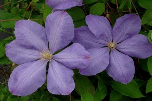 Large-flowered groups of clematis. Description of varieties