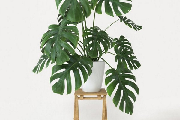 monstera home