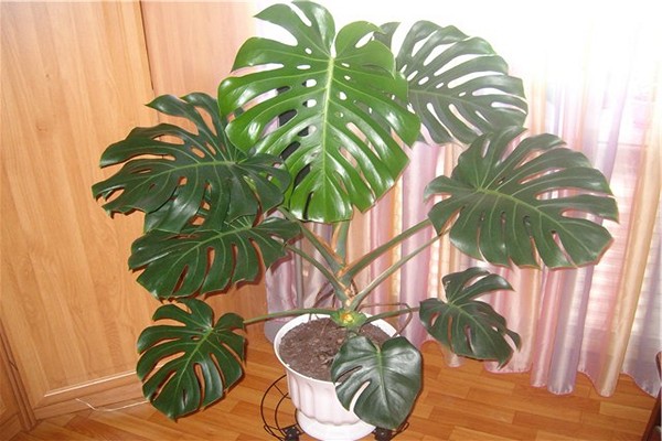 Monstera-Bedingungen