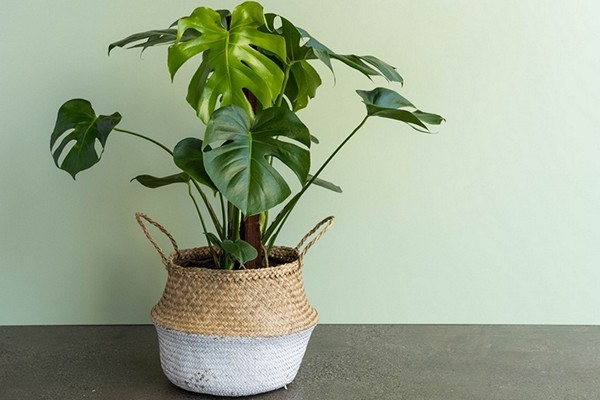 monstera flower