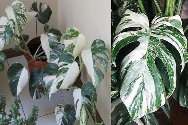 Monstera-Blume