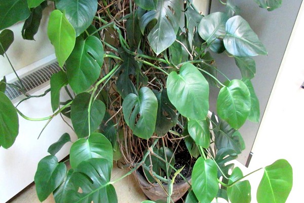 monstera home