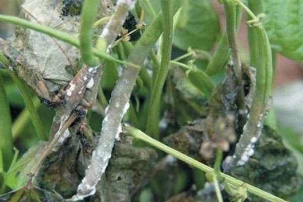 The appearance of powdery mildew on the delphinium