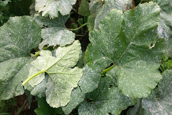 The appearance of powdery mildew on the delphinium