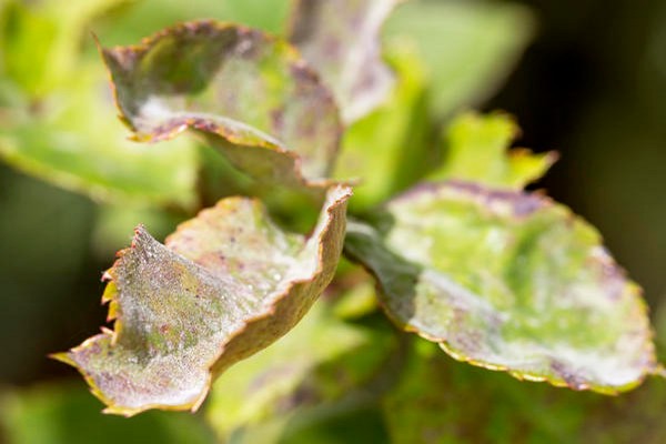 delphinium disease + and photo treatment