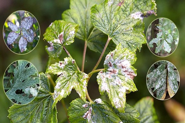 The appearance of powdery mildew on the delphinium