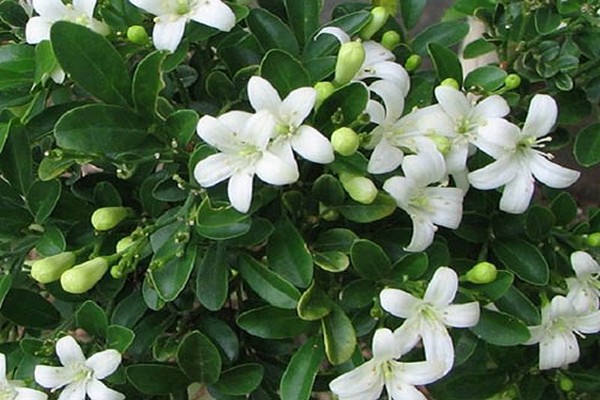 Murraya paniculata