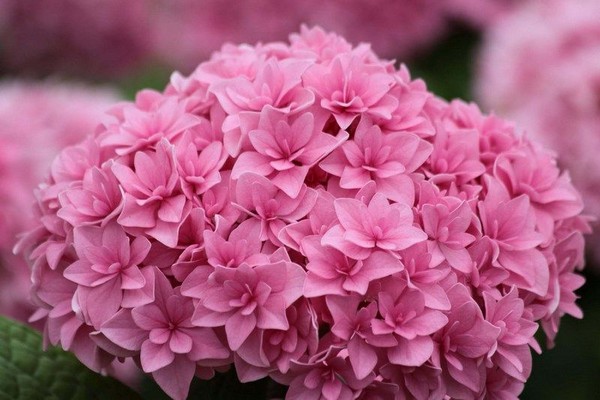 hydrangea varieties