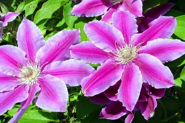 Large-flowered groups of clematis. Description of varieties