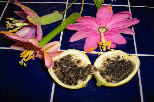 pag-aalaga ng passionflower